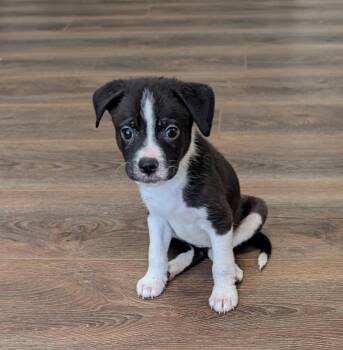 Boxer Dogs Available for Adoption in The Woodlands, Texas - Raina | PetCurious