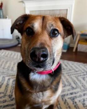 Rescue German Shepherd Dog and Labrador Retriever Dogs for Adoption in Richboro, Pennsylvania - Biscotti | PetCurious