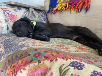 Vizsla and Rat Terrier Dogs Available for Adoption - Denver | PetCurious