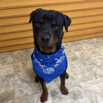 John -  Rottweiler Dog for Adoption in Pilot Point, Texas - John | PetCurious