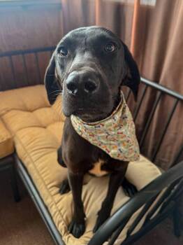 Tobey -  Labrador Retriever and Hound Dog for Adoption in Marion, North Carolina - Tobey | PetCurious