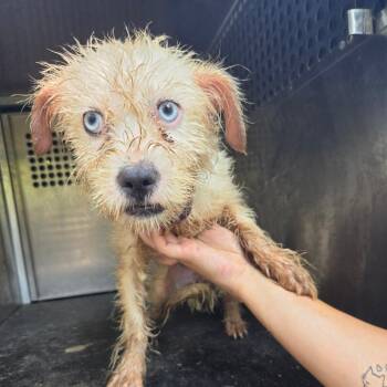 Dandelion -  Terrier and Mixed Breed Dog for Adoption in Birmingham, Alabama - Dandelion | PetCurious
