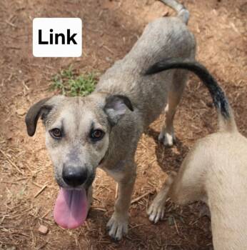 Link -  Labrador Retriever and Mixed Breed Dog for Adoption in Cedarburg, Wisconsin - Link | PetCurious