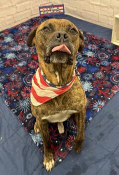 Bubba -  Mastiff and Mixed Breed Dog for Adoption in Detroit, Michigan - Bubba | PetCurious