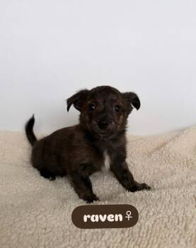 Rescue Chihuahua Dogs for Adoption in Lodi, California - Raven | PetCurious