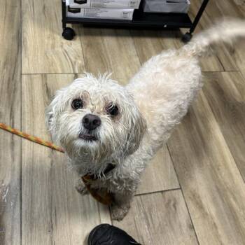 Yeti -  Maltese Dog for Adoption in Newark, New Jersey - Yeti | PetCurious