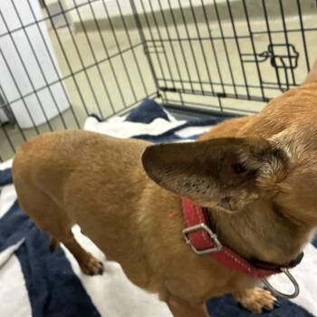 72322 -  Dachshund Dog for Adoption in Harrisonburg, Virginia - 72322 | PetCurious
