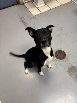 Pit Bull Terrier Dogs Available for Adoption - Simon | PetCurious