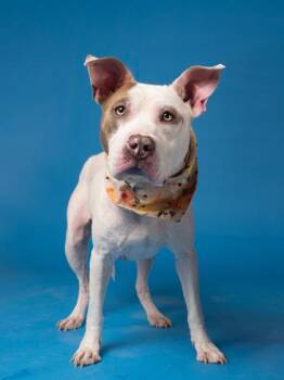 Shea -  Pit Bull Terrier Dog for Adoption in Atlanta, Georgia - Shea | PetCurious