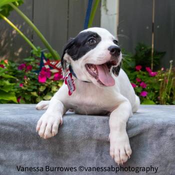Rebels -  Labrador Retriever Dog for Adoption in Wake Forest, North Carolina - Rebels | PetCurious