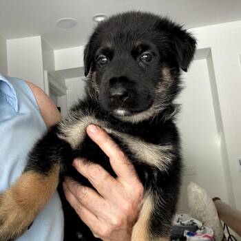 Porky Pig -  German Shepherd Dog Dog for Adoption in Freeport, Florida - Porky Pig | PetCurious