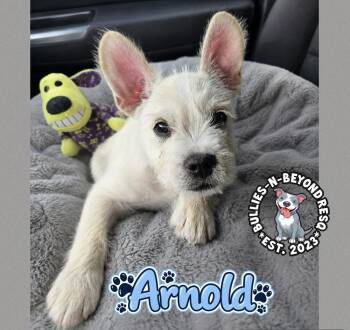 Arnold -  Schnauzer and French Bulldog Dog for Adoption in Omaha, Nebraska - Arnold | PetCurious