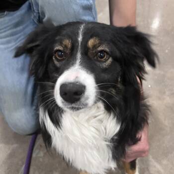 Gigi -  Australian Shepherd and Mixed Breed Dog for Adoption in Washburn, Missouri - Gigi | PetCurious