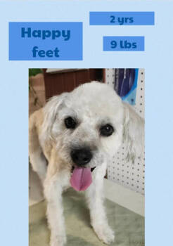 Rescue Terrier Dogs for Adoption in Cranston, Rhode Island - Happy Feet In TX | PetCurious