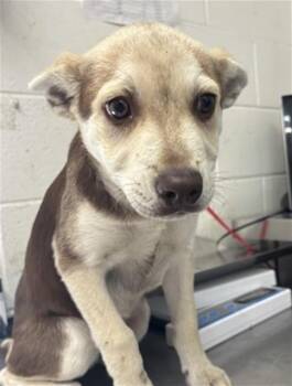 ANAHI -  Siberian Husky and Mixed Breed Dog for Adoption in San Bernardino, California - ANAHI | PetCurious