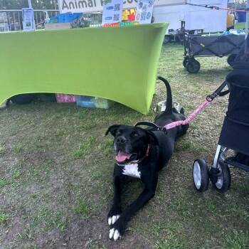Pit Bull Terrier and Black Labrador Retriever Dogs Available for Adoption in Pinellas Park, Florida - Annabelle Grace | PetCurious