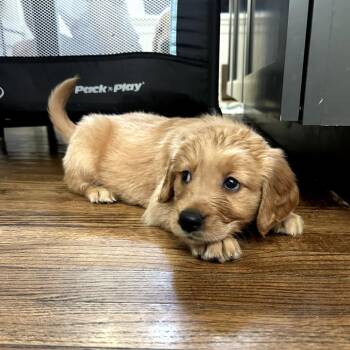 Sterling (Benefactor Puppy) -  Golden Retriever and Great Dane Dog for Adoption in New Orleans, Louisiana - Sterling (Benefactor Puppy) | PetCurious