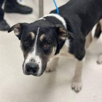 Catahoula Leopard Dog and Terrier Dogs Available for Adoption - Blackfire | PetCurious