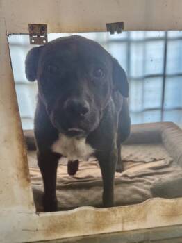 Rescue Mixed Breed Dogs for Adoption in Crossville, Tennessee - Sadie | PetCurious