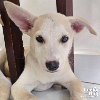 Issa -  Australian Shepherd and Cattle Dog Dog for Adoption in Washington, District Of Columbia - Issa | PetCurious