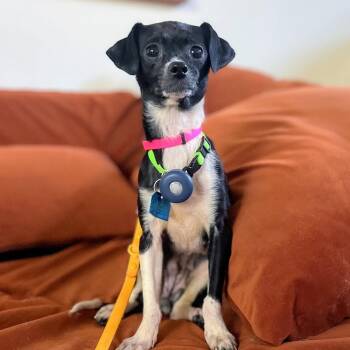 Miette -  Chihuahua Dog for Adoption in Oakland, California - Miette | PetCurious