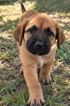 Lainey Wilson -  Labrador Retriever Dog for Adoption in Houston, Texas - Lainey Wilson | PetCurious