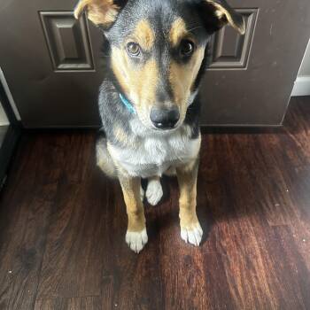 Luna 2 -  Husky and Treeing Walker Coonhound Dog for Adoption in Cincinnati, Ohio - Luna 2 | PetCurious