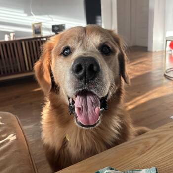 Gumbo -  Golden Retriever Dog for Adoption in New Orleans, Louisiana - Gumbo | PetCurious