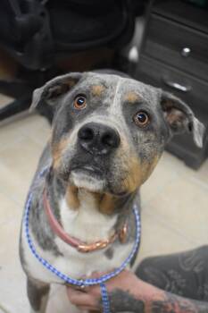 Tippy (Selma) (Friday P8) -  German Shepherd Dog and Mixed Breed Dog for Adoption in Pahrump, Nevada - Tippy (Selma) (Friday P8) | PetCurious