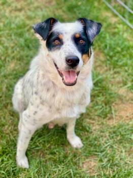 Delphine -  Australian Shepherd and Mixed Breed Dog for Adoption in Urbandale, Iowa - Delphine | PetCurious