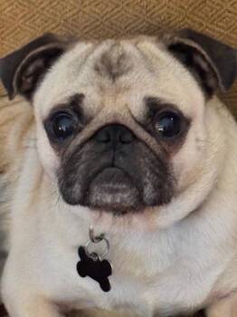 Gizmo -  Pug Dog for Adoption in Summerfield, North Carolina - Gizmo | PetCurious