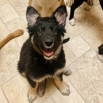 Rescue German Shepherd Dog and Shepherd Dogs for Adoption in Seattle, Washington - Midge - AVAILABLE | PetCurious