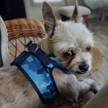 Cairn Terrier and Yorkshire Terrier Dogs Available for Adoption in Eustis, Florida - Luigi | PetCurious