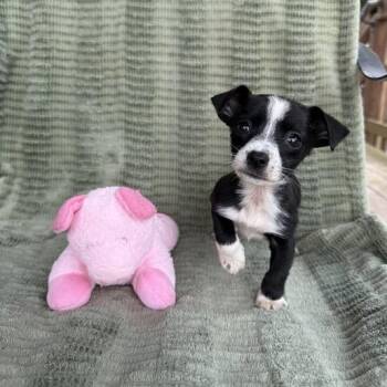 Dachshund and Terrier Dogs Available for Adoption in Carencro, Louisiana - Wristlet | PetCurious