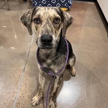 Sea Biscuit -  Hound Dog for Adoption in Washburn, Missouri - Sea Biscuit | PetCurious