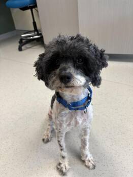 OREO -  Cocker Spaniel and Poodle Dog for Adoption in Leesburg, Virginia - OREO | PetCurious
