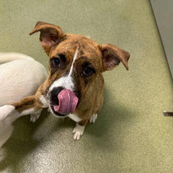 Retriever Dogs Available for Adoption in New York, New York - Sesame | PetCurious