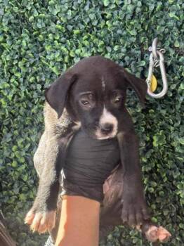 61262061 -  Pit Bull Terrier and Mixed Breed Dog for Adoption in El Paso, Texas - 61262061 | PetCurious