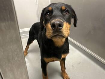 Rottweiler Dogs Available for Adoption in Ontario, California - ALFIE | PetCurious