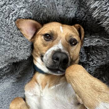Rescue Rhodesian Ridgeback and Black Mouth Cur Dogs for Adoption in San Diego, California - Jorge Rogelio Vicente Cortez III | PetCurious