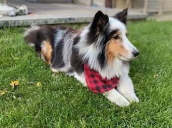 Lucy - ADOPTION PENDING -  Shetland Sheepdog Sheltie Dog for Adoption in Toronto, Ontario - Lucy - ADOPTION PENDING | PetCurious