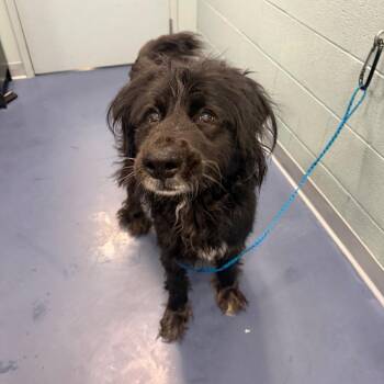 Black Labrador Retriever and Great Pyrenees Dogs Available for Adoption - BEAR | PetCurious