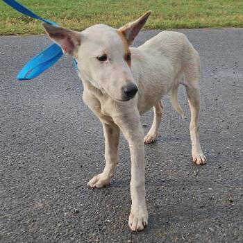 Terrier and Hound Dogs Available for Adoption - Applejack | PetCurious