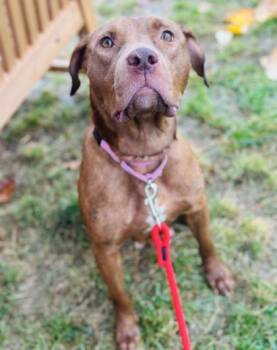 Rescue Mixed Breed Dogs for Adoption in West Chester, Pennsylvania - Fairy | PetCurious