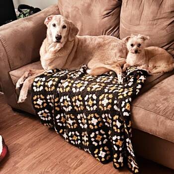 BONDED PAIR-Rodie and Honey -  Hound and Labrador Retriever Dog for Adoption in South Riding, Virginia - BONDED PAIR-Rodie And Honey | PetCurious