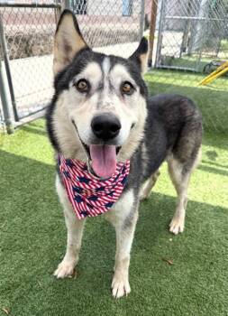 BOWIE -  Mixed Breed Dog for Adoption in Columbia, South Carolina - BOWIE | PetCurious