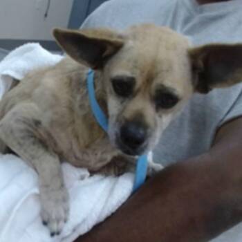 Kenji -  Chihuahua Dog for Adoption in Pacific Grove, California - Kenji | PetCurious