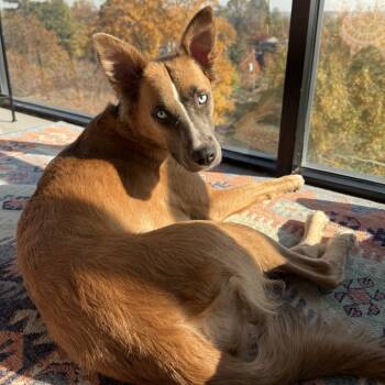 Rescue Shepherd Dogs for Adoption in Washington, District Of Columbia - Stormy | PetCurious