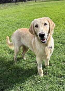 Riff -  Golden Retriever and Labrador Retriever Dog for Adoption in Fort Worth, Texas - Riff | PetCurious
