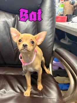 Rescue Chihuahua Dogs for Adoption in Carson City, Nevada - Bat | PetCurious